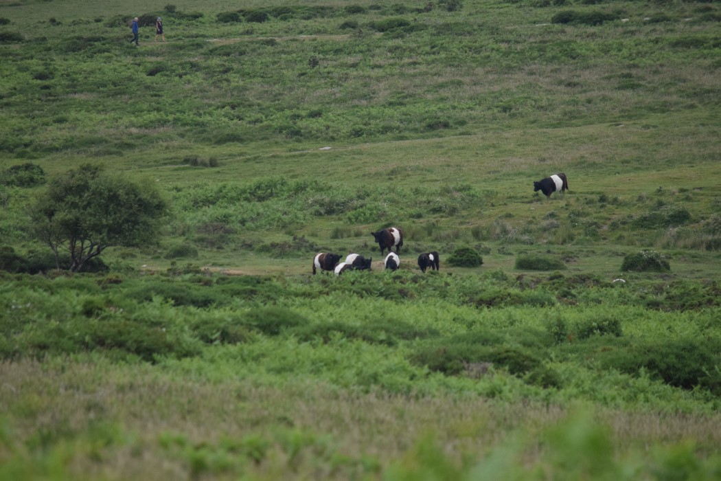 DSC_2065.jpg