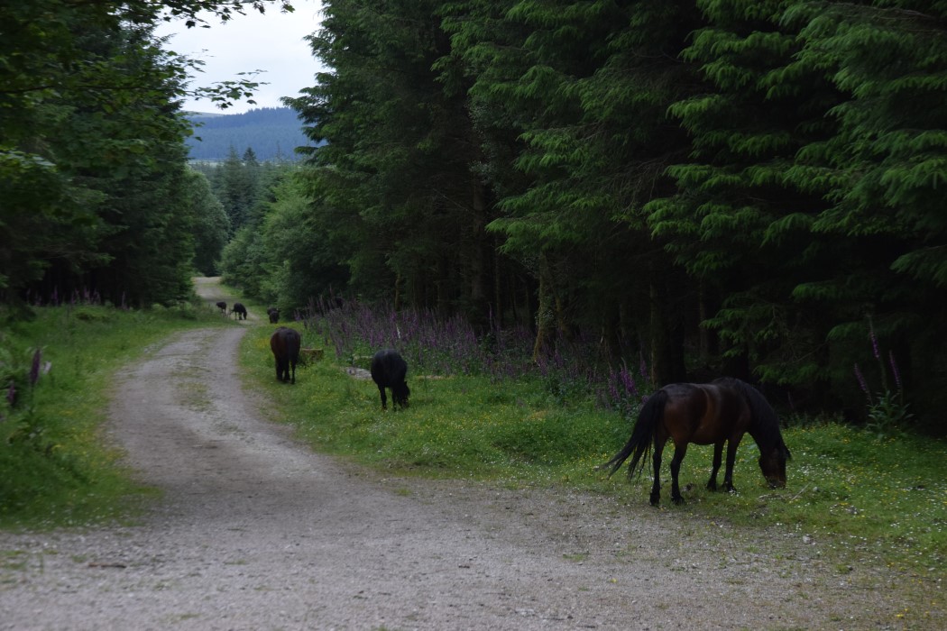 DSC_2089.jpg