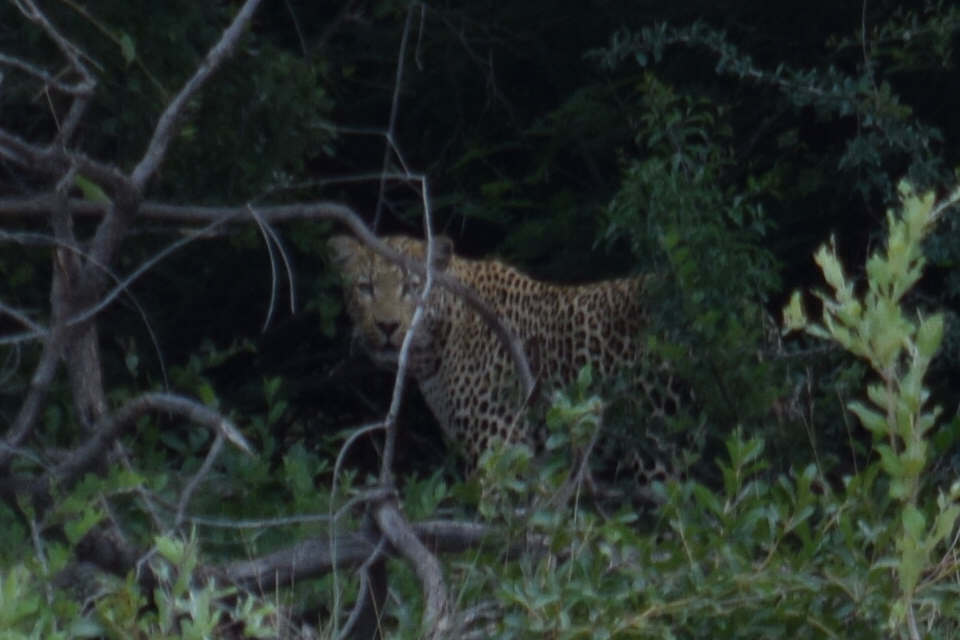 Waterberg_Plateau_Park_Leopard