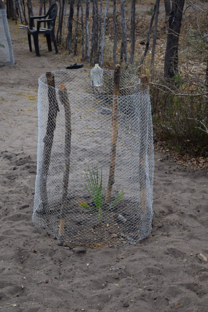 26 Bäume wurden geplanzt