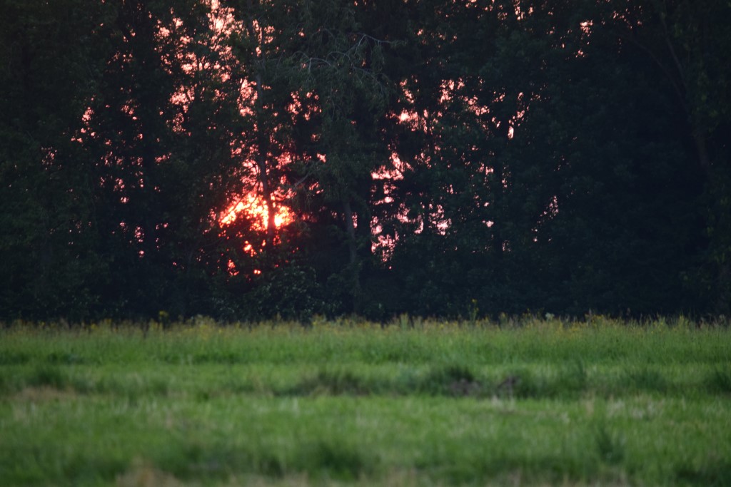 DSC_0570.jpg