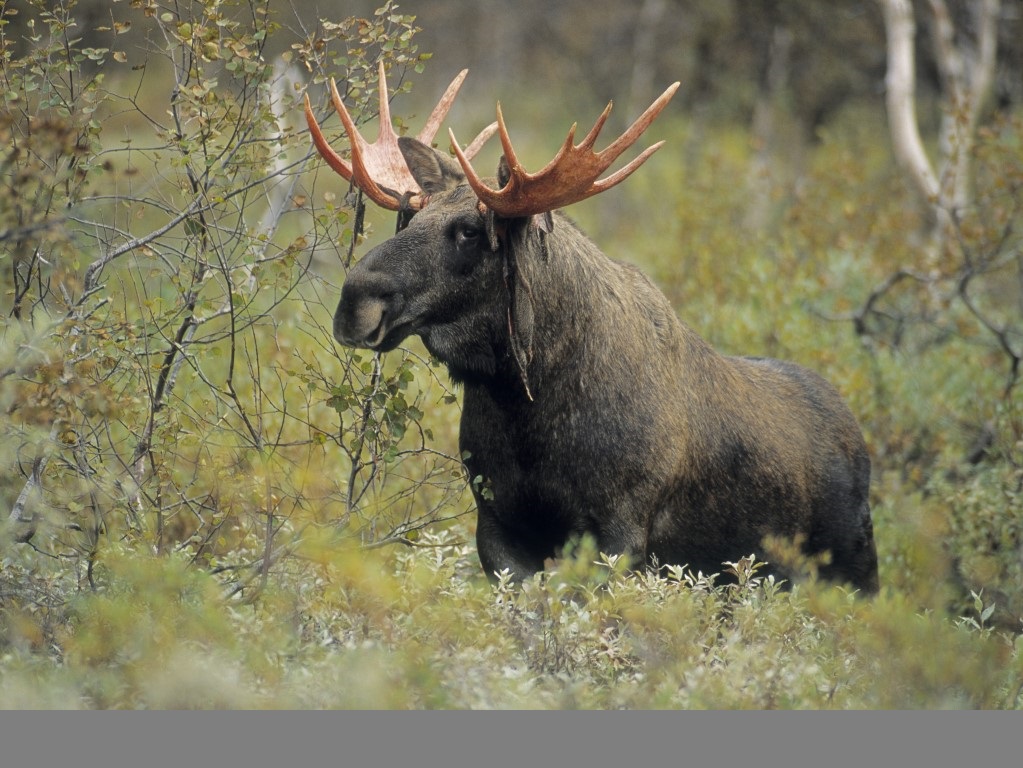 elchebulle-im-sarek.jpg